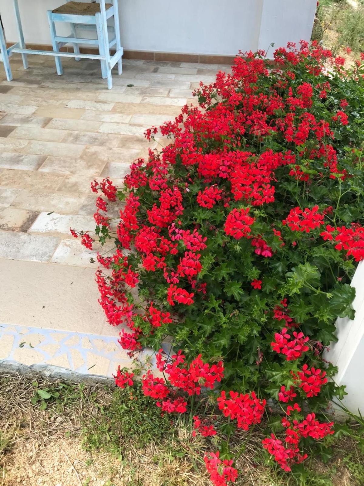 La Fragola In Campagna 6 K M Da San Pantaleo Hotel Bagian luar foto
