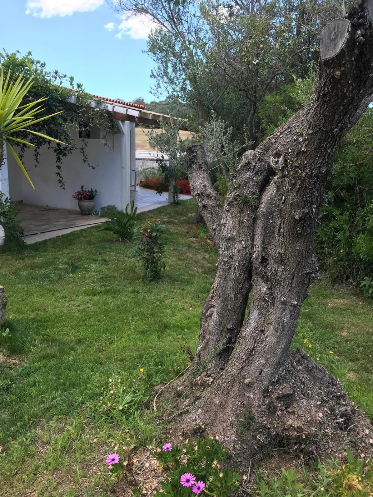 La Fragola In Campagna 6 K M Da San Pantaleo Hotel Bagian luar foto